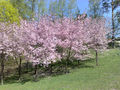 Kirsikkapuut Alppipuisto.jpg